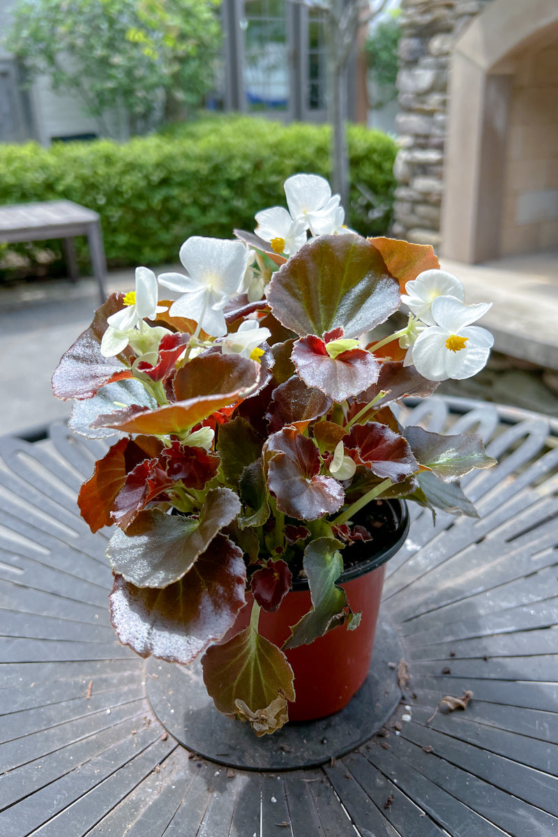 Begonia, Wax Red Leaf White