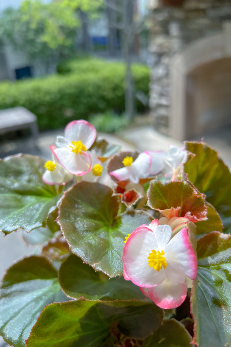 Begonia, Wax Red Leaf Pink