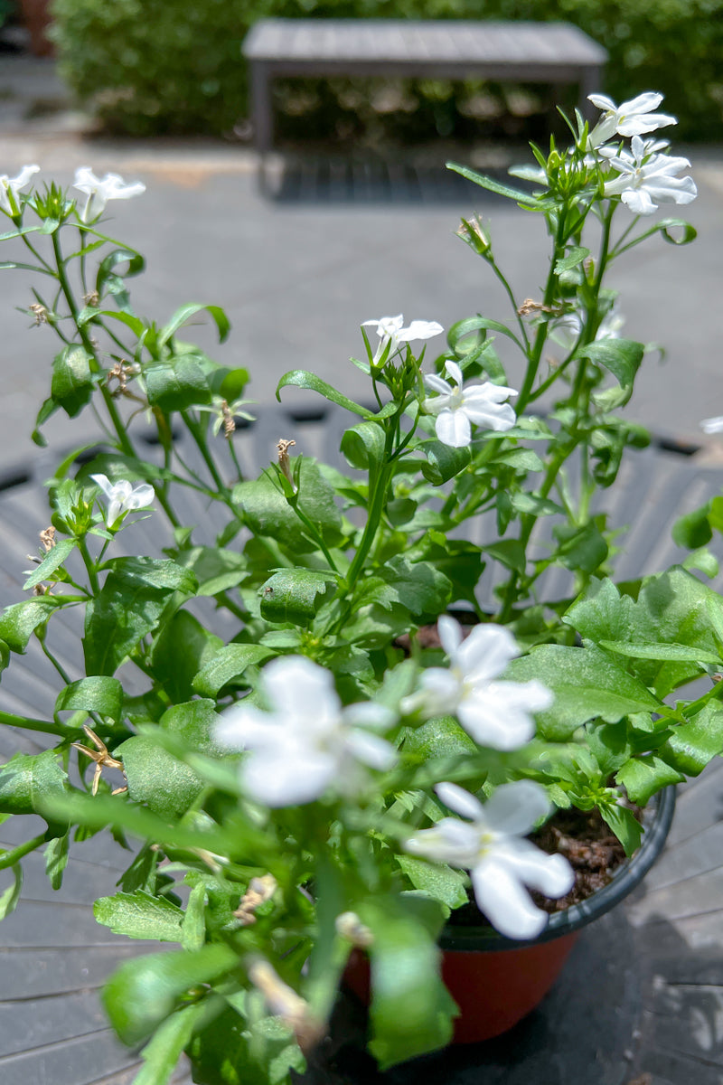 Lobelia Upright White