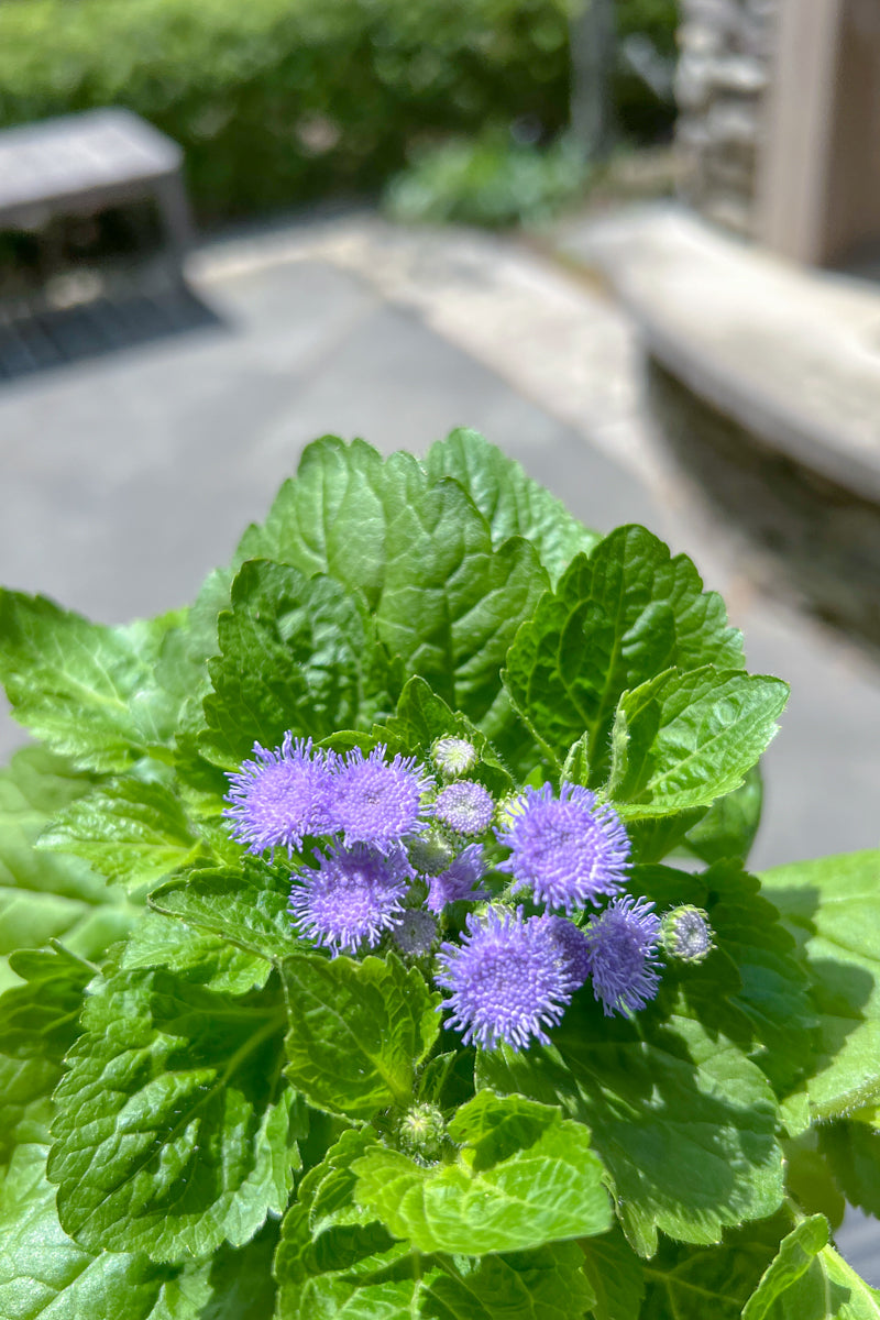 Ageratum, Short Blue