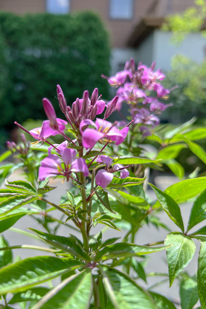 Cleome, Senorita Rosalita