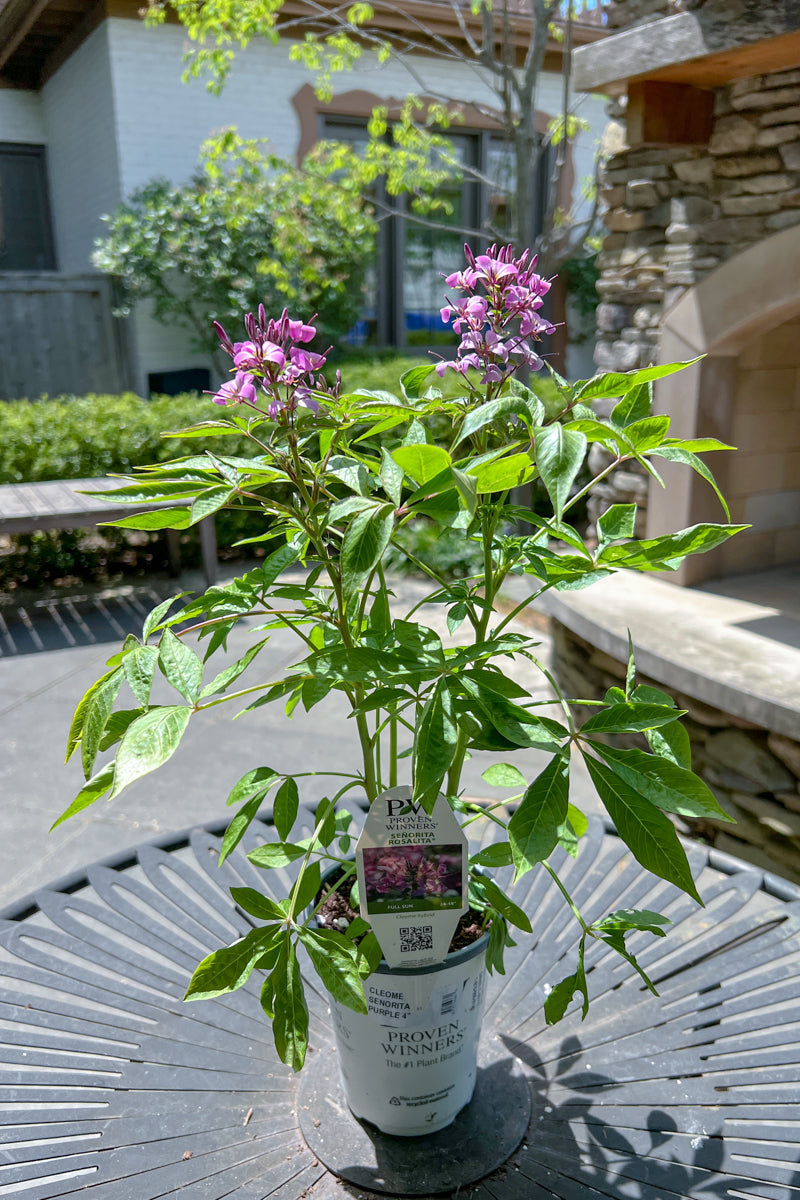 Cleome, Senorita Rosalita