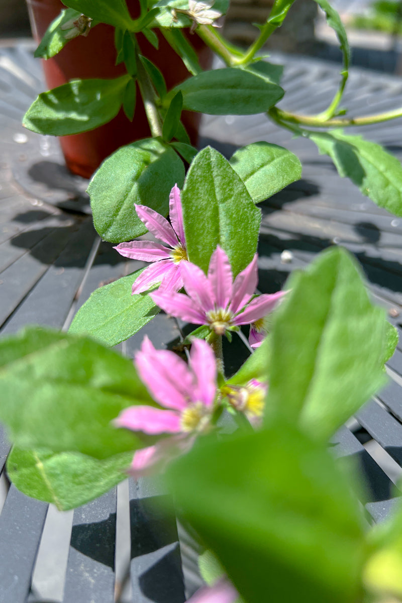 Scaevola Pink