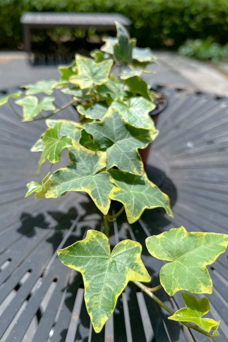 Ivy Variegated Gold Child