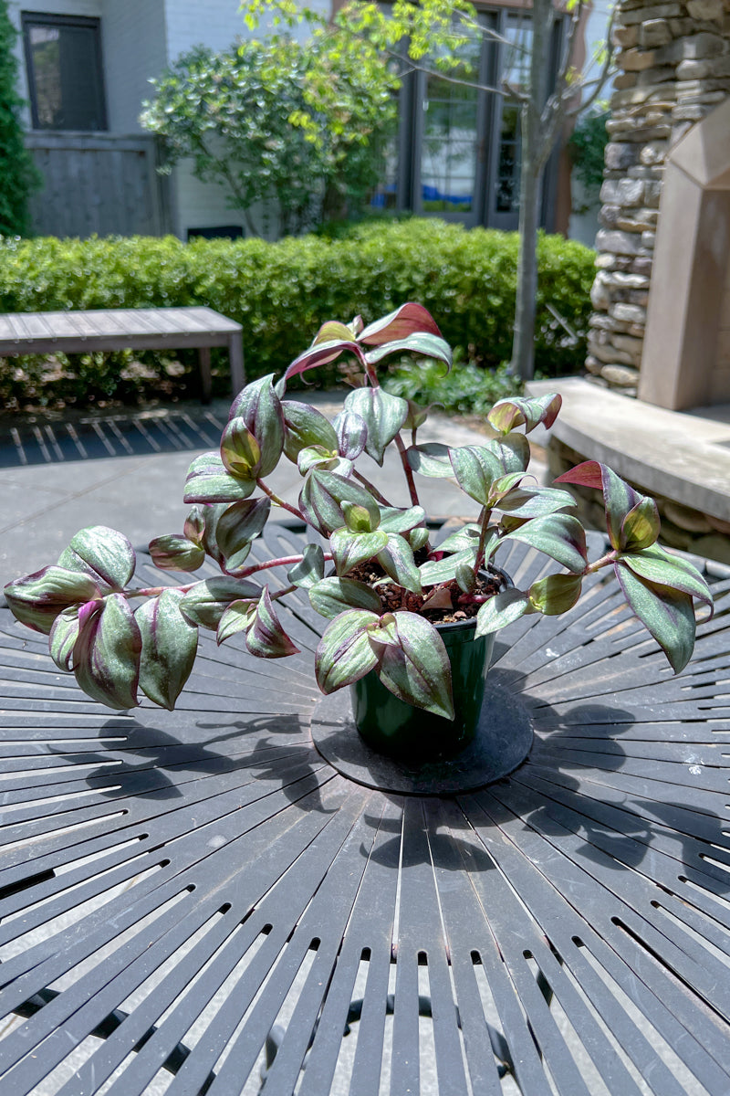 Wandering Jew Pu/Slv