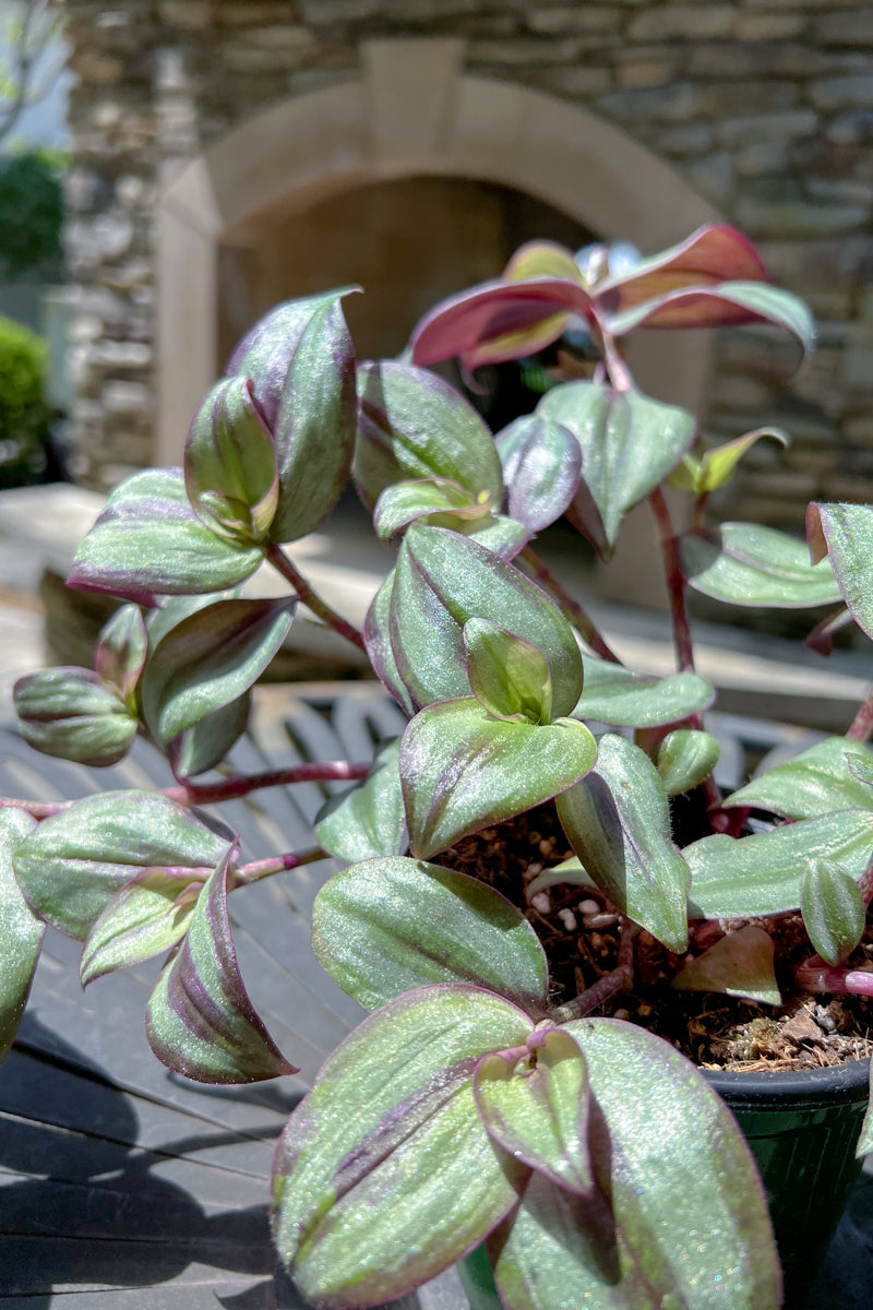 Wandering Jew Pu/Slv