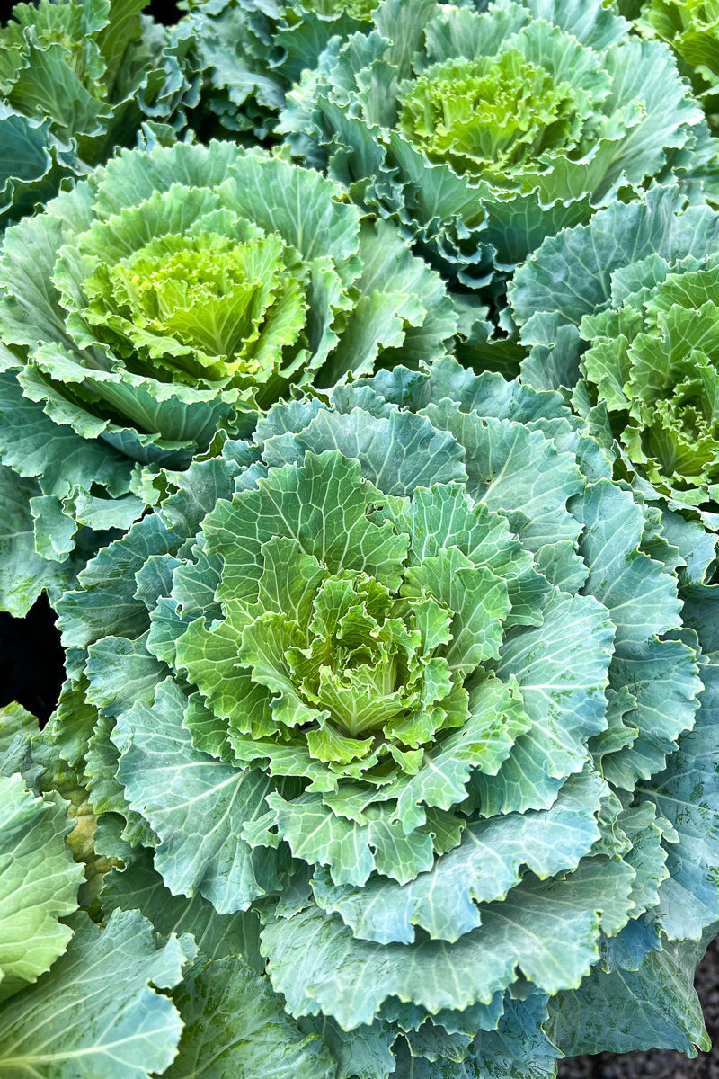 Ornamental Kale, Osaka White