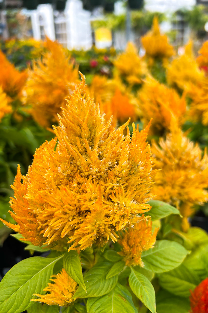 Celosia, Yellow