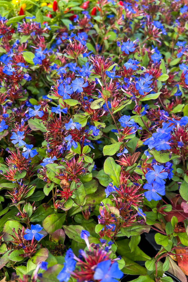 Plumbago, Hardy 4"