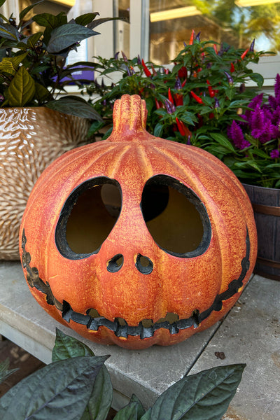 Smiling Skull Jack Pumpkin