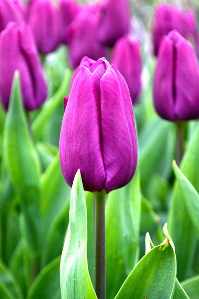 Tulip Purple 4"