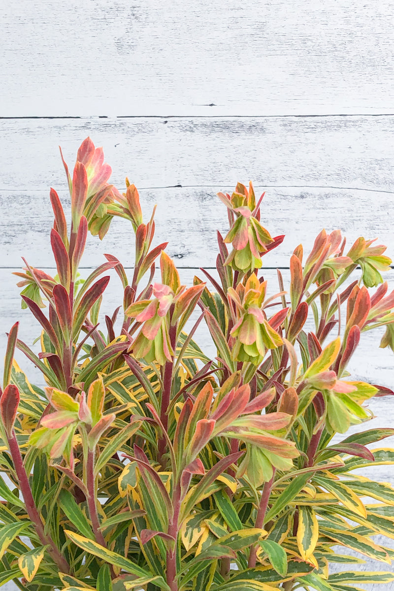 Spurge, Ascot Rainbow