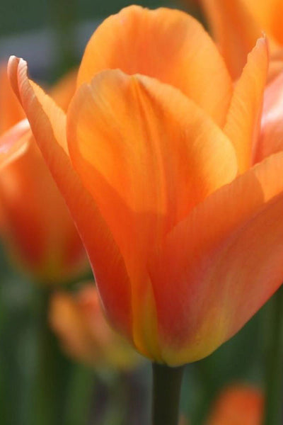 Tulip Orange 6"