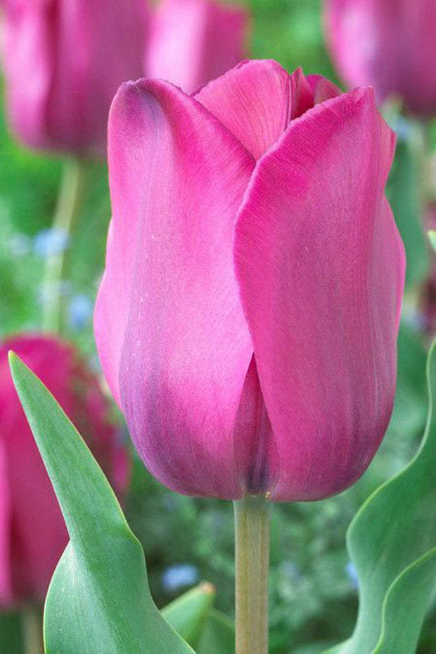 Tulip Pink 4"