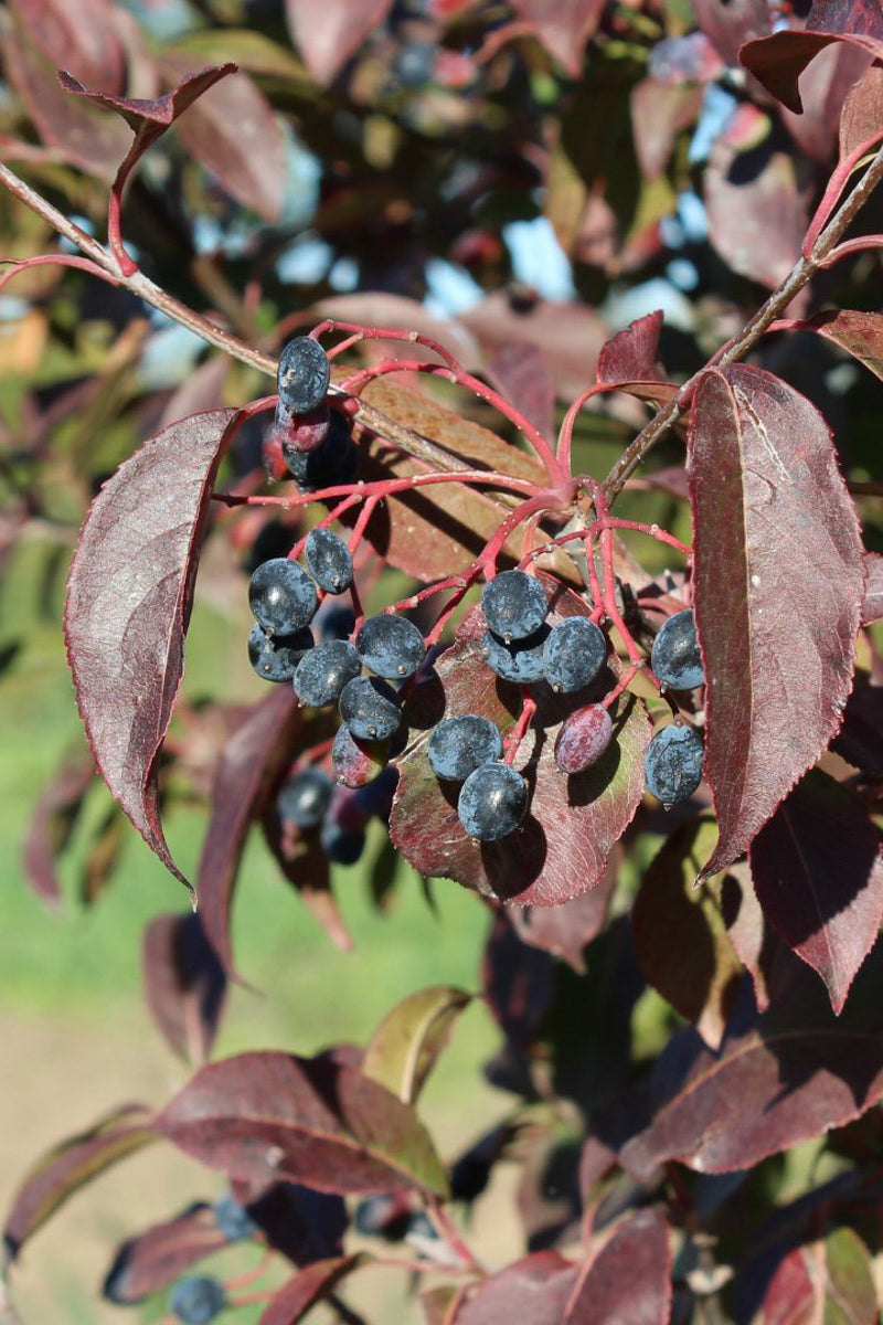 Viburnum, Blackhaw Forest Rouge