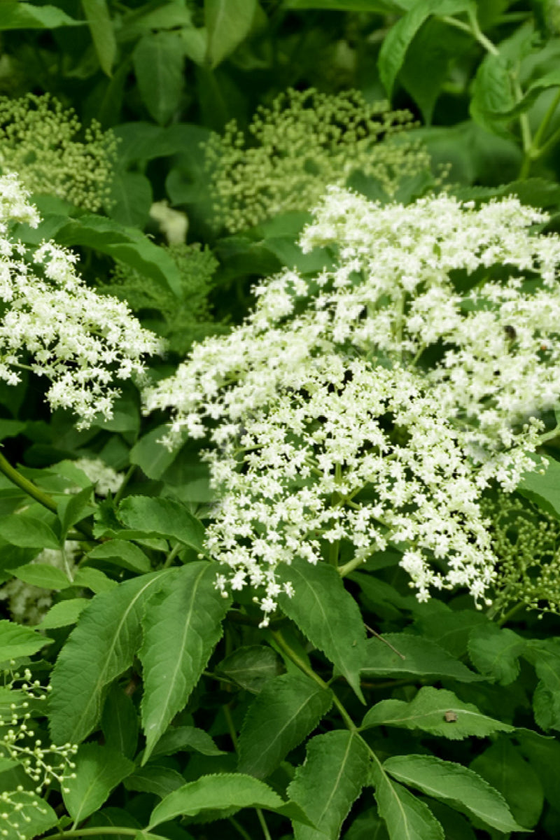 Elderberry,