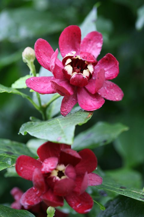 Carolina Allspice, Aphrodit