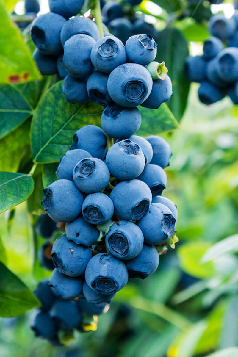 Fruit, Blueberry Sweetheart