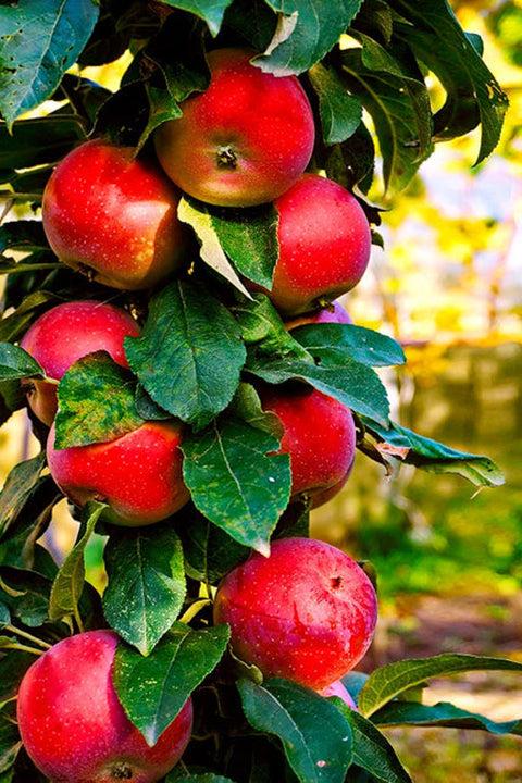 Fruit, Apple Northpole