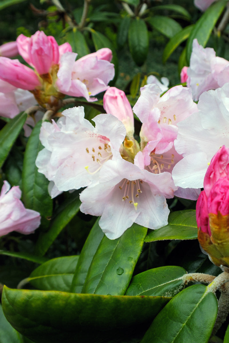 Rhododendron, Teddy Bear