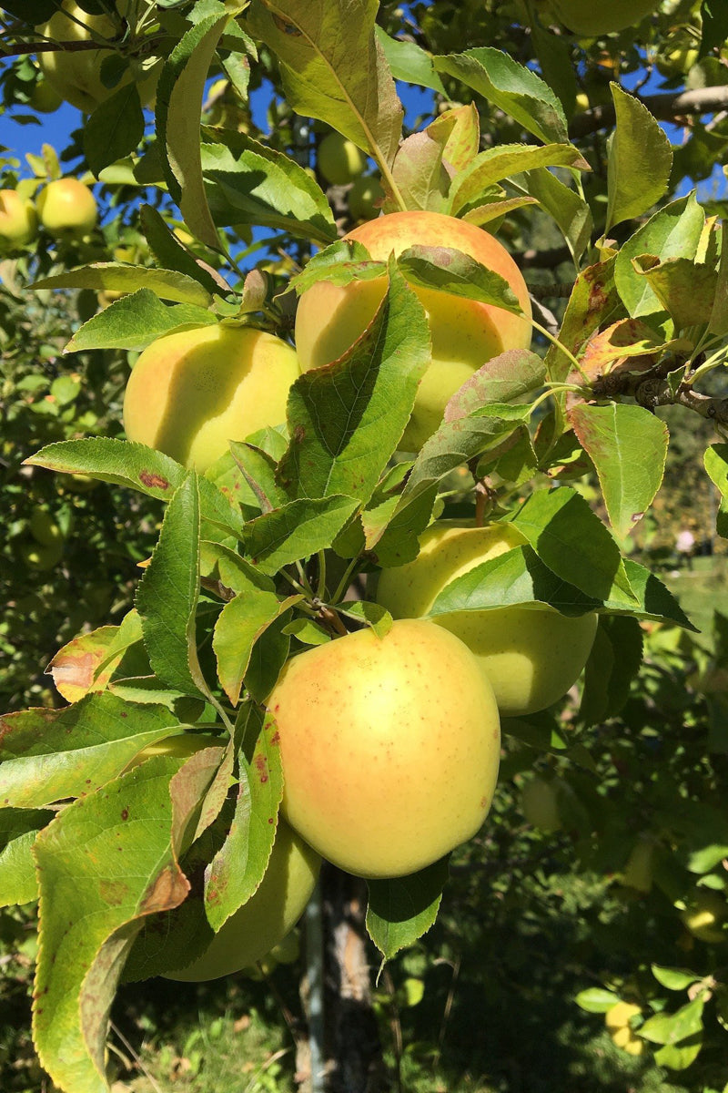 Fruit, Apple Honeygold