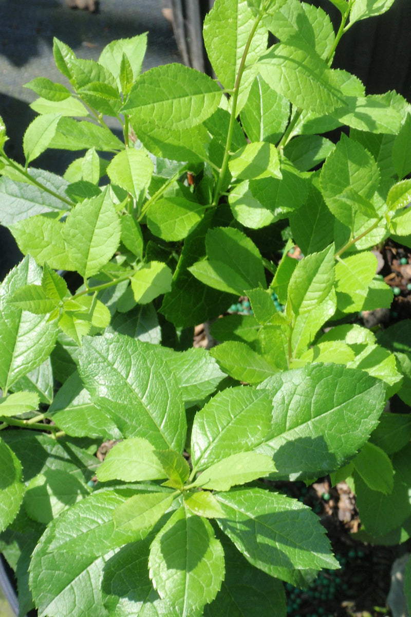 Winterberry, Mr. Poppins