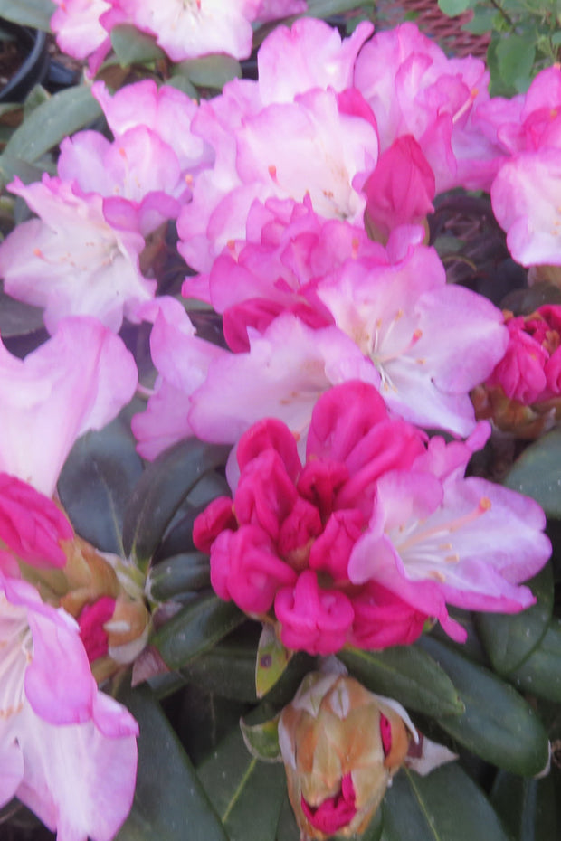 Rhododendron, Dorothy Swift