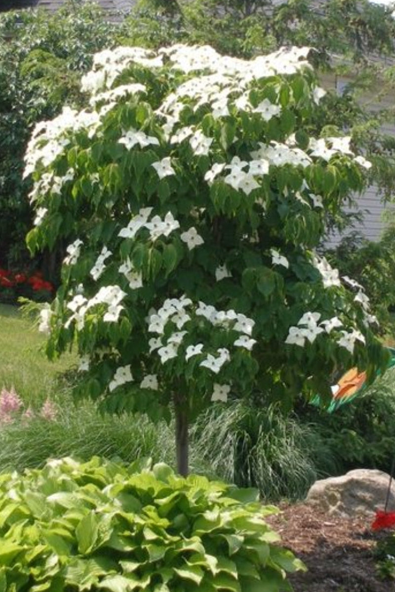 Dogwood, Kousa Mountain Bouq