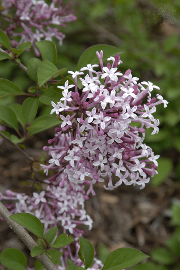 Lilac, Man Hers Wpg