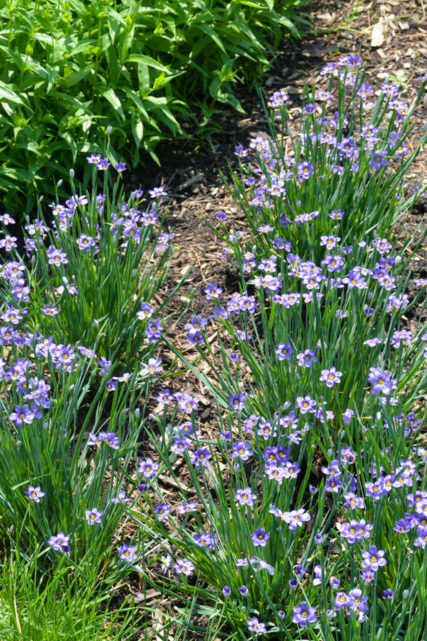 Grass, Blue-Eyed Lucerne
