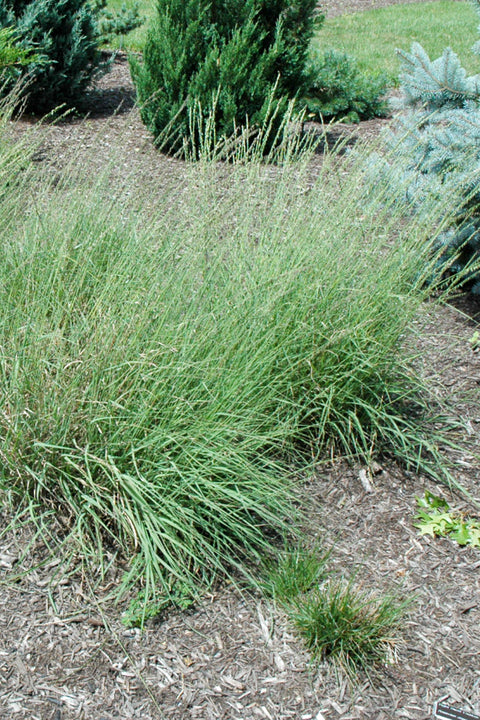 Grass, Side Oats Grama