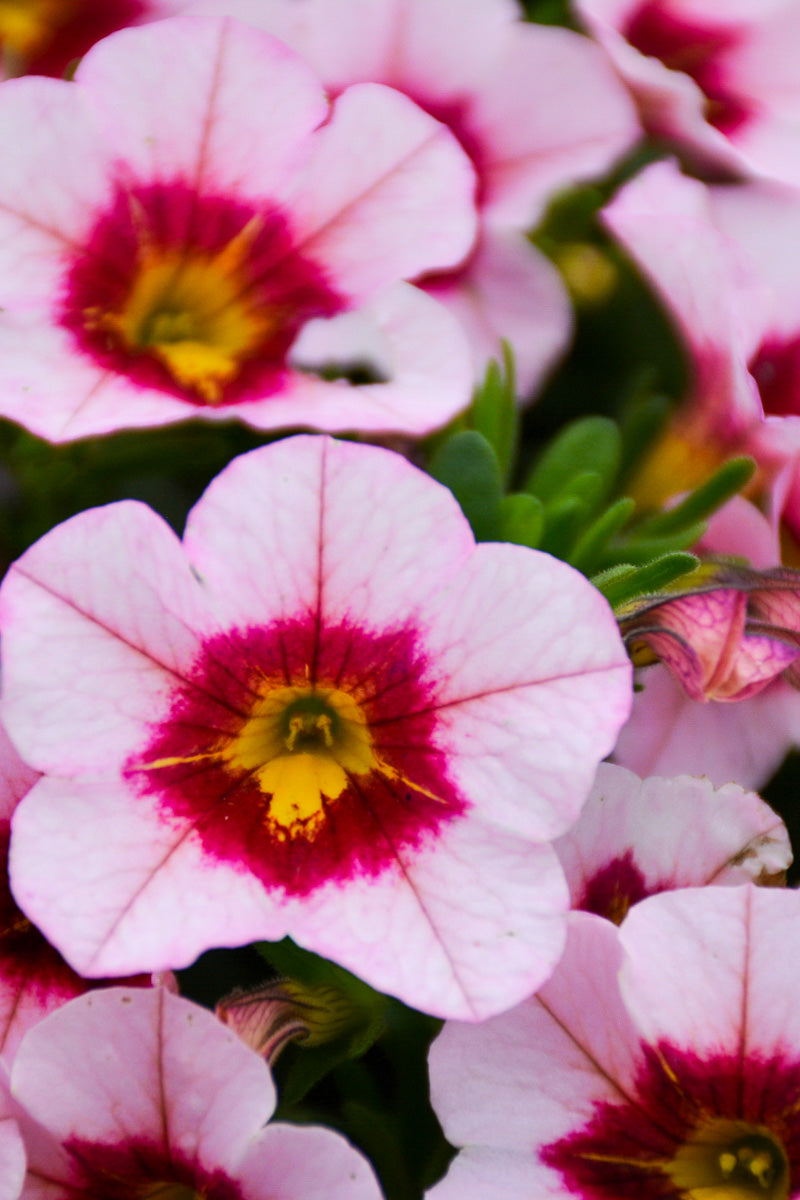 Calibrachoa Mini Famous Uno Pink Strike