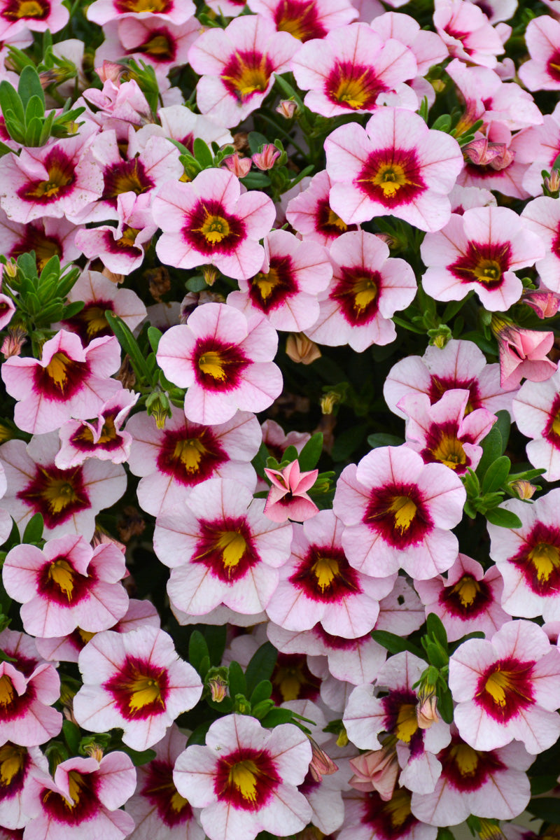 Calibrachoa Mini Famous Uno Pink Strike