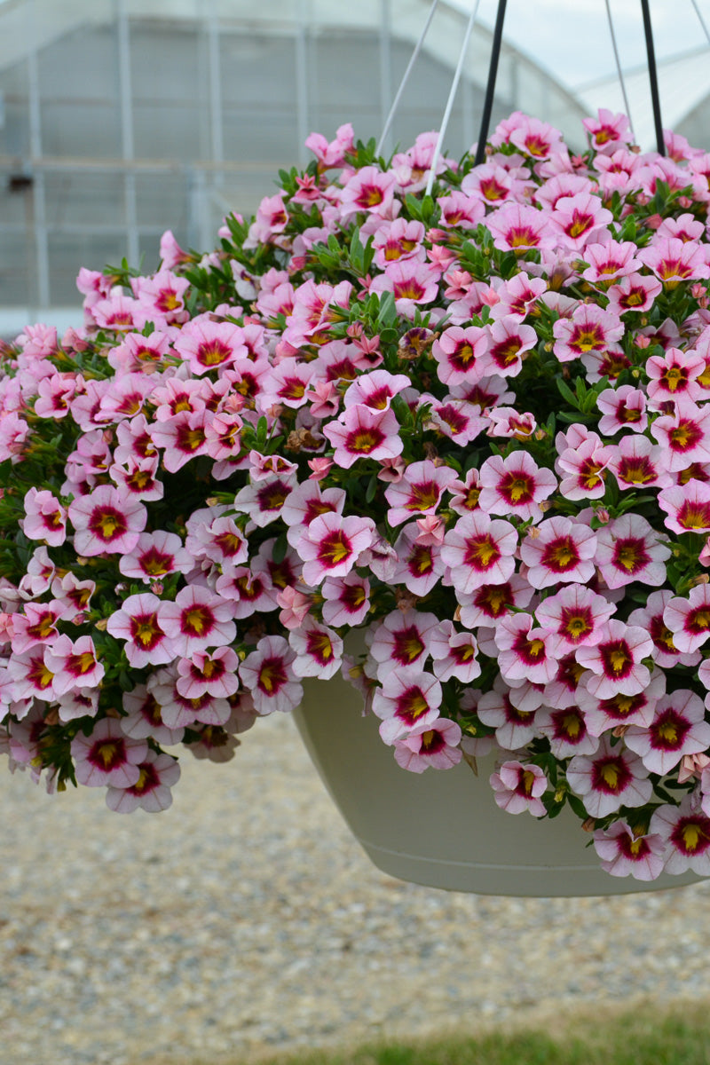 Calibrachoa Mini Famous Uno Pink Strike