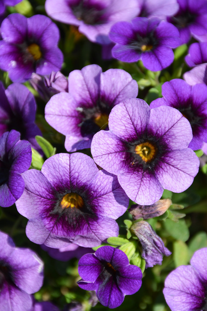 Calibrachoa Grape Punch