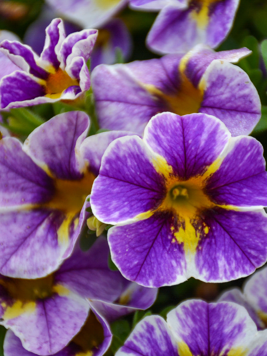 Calibrachoa Holy Smoke