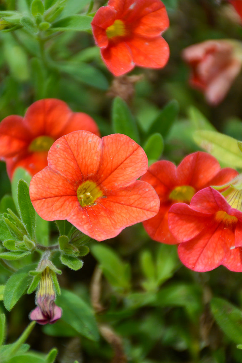 Calibrachoa, Mini Famous Neo Orange