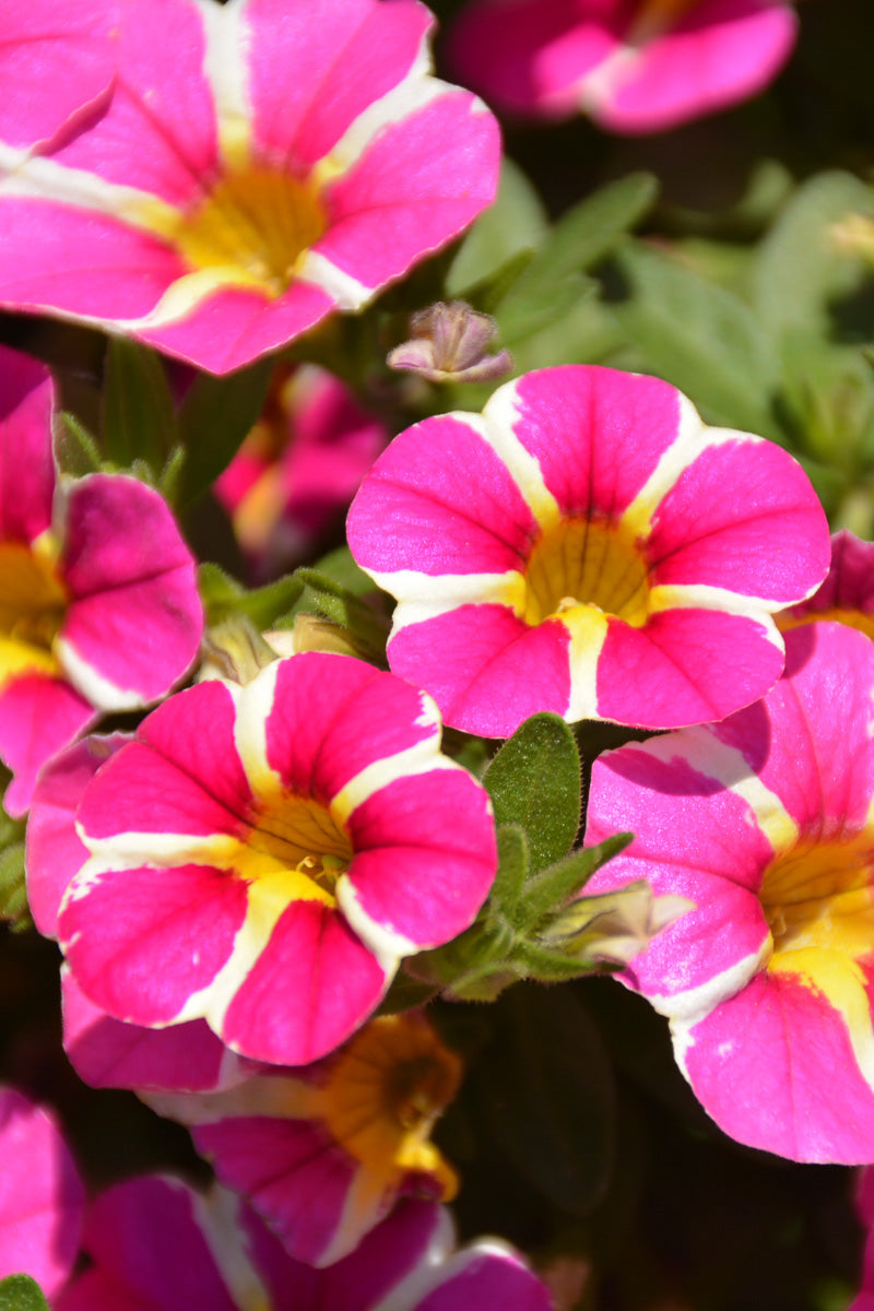 Calibrachoa Rising Star