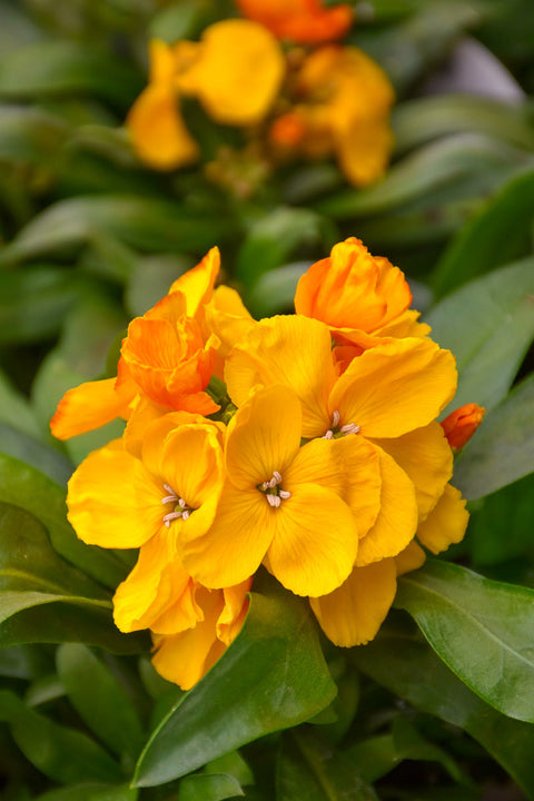 Erysimum Sugar Rush Orange