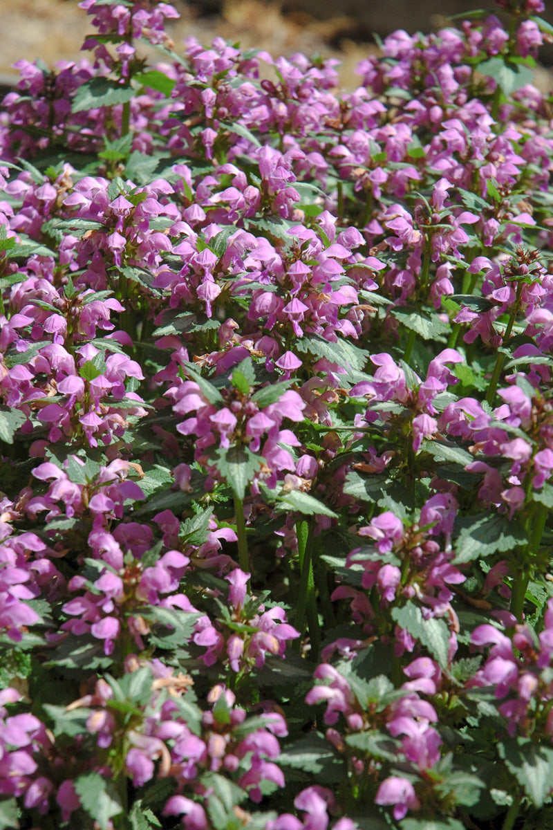 Lamium, Beacon Silver Annual