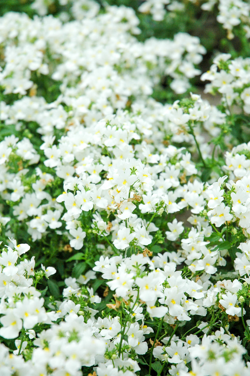 Nemesia Aromatica White