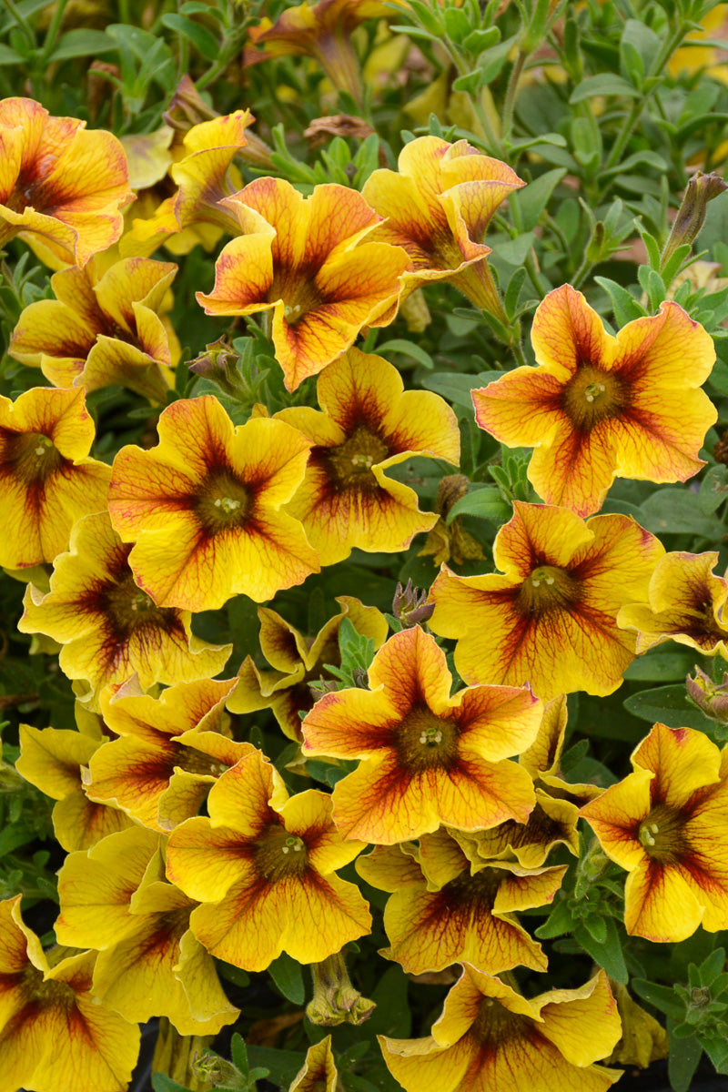 Petchoa Supercal Caramel Ye