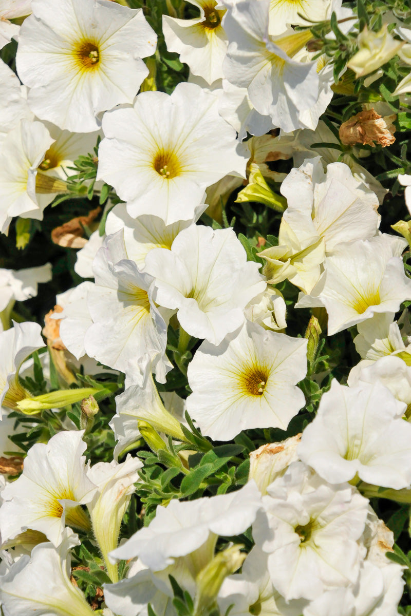 Petchoa, Supercal Pearl White