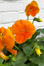 Pansy, Delta Clear Orange