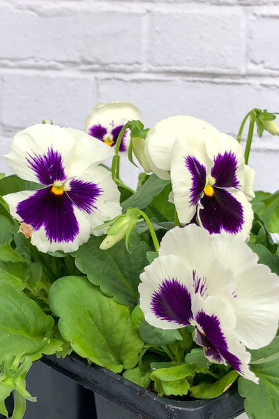 Pansy, Majestic Giants II White Blotch