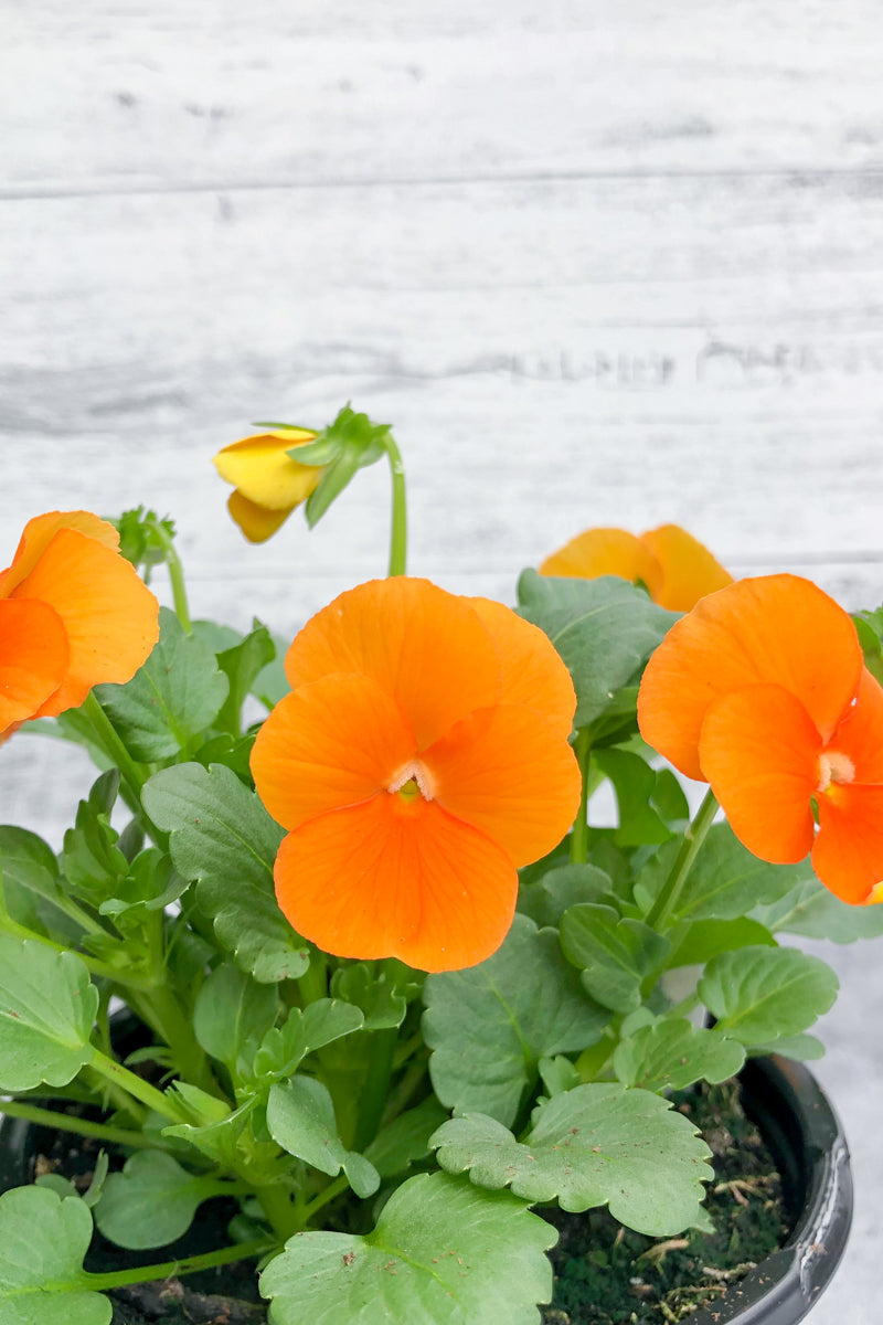 Viola ColorMax Clear Orange