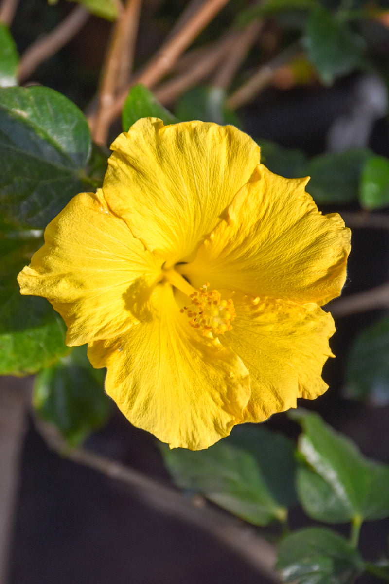 Hibiscus, Yellow