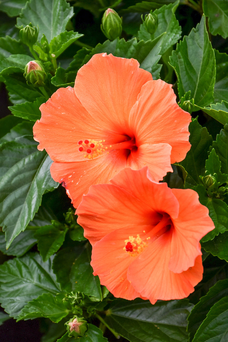 Hibiscus, Trop Bush Orange