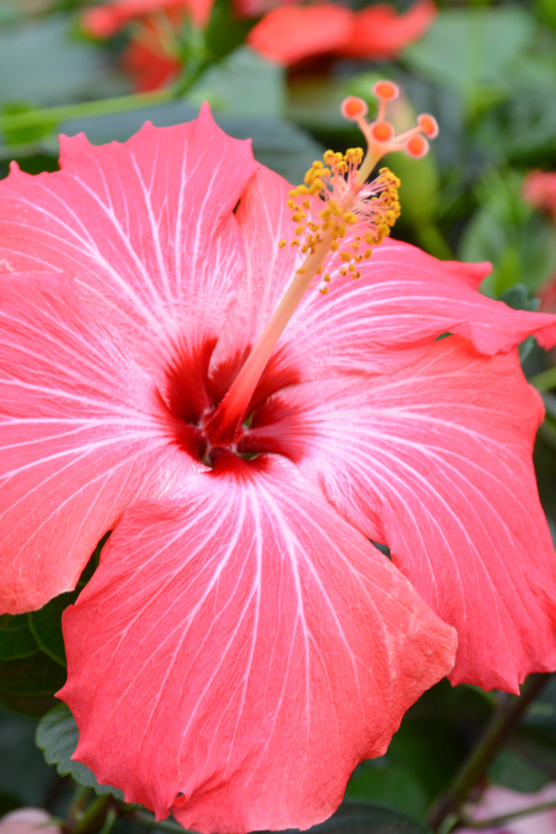 Hibiscus, Trop Painted Lady