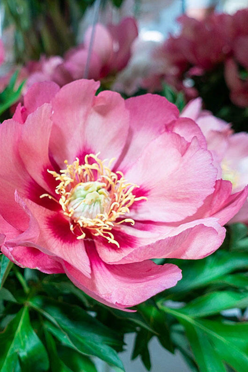 Peony, Itoh Rose Dandy